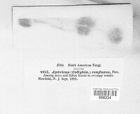 Collybiopsis confluens image